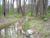Stream restoration at Chesterbrook Estates - first growing season