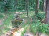 Stream restoration at Chesterbrook Estates - first growing season