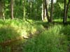 Stream restoration at Chesterbrook Estates - first growing season