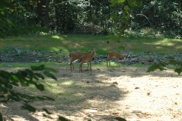 Deer at restored streams