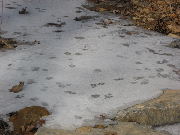Tracks on ice in restored stream